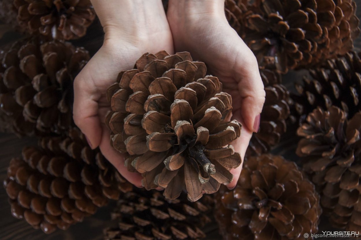 Большая шишка пицундской сосны (15-20 см)