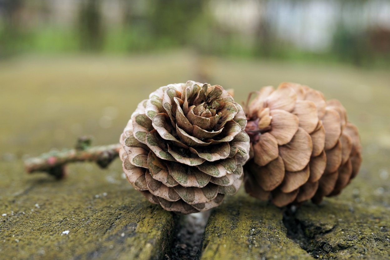 Сосна Кедровая форма чешуйки