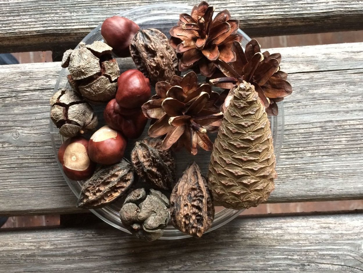 Сахарная сосна шишки