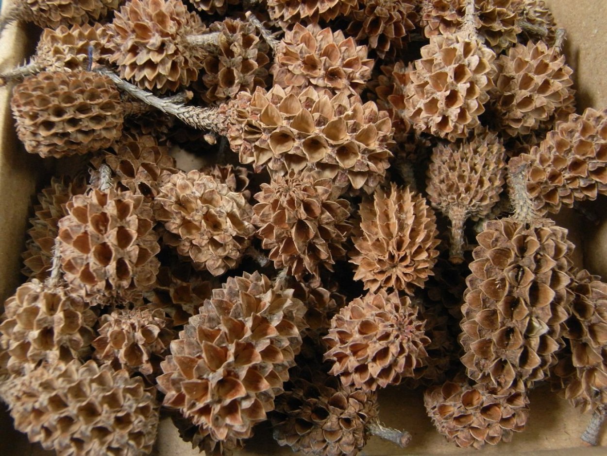 Шишки лиственницы осенью