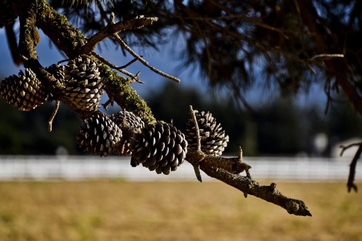 Дерево с шишками