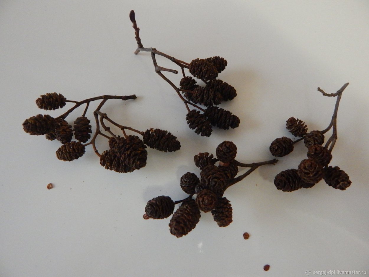 Маленькие шишки