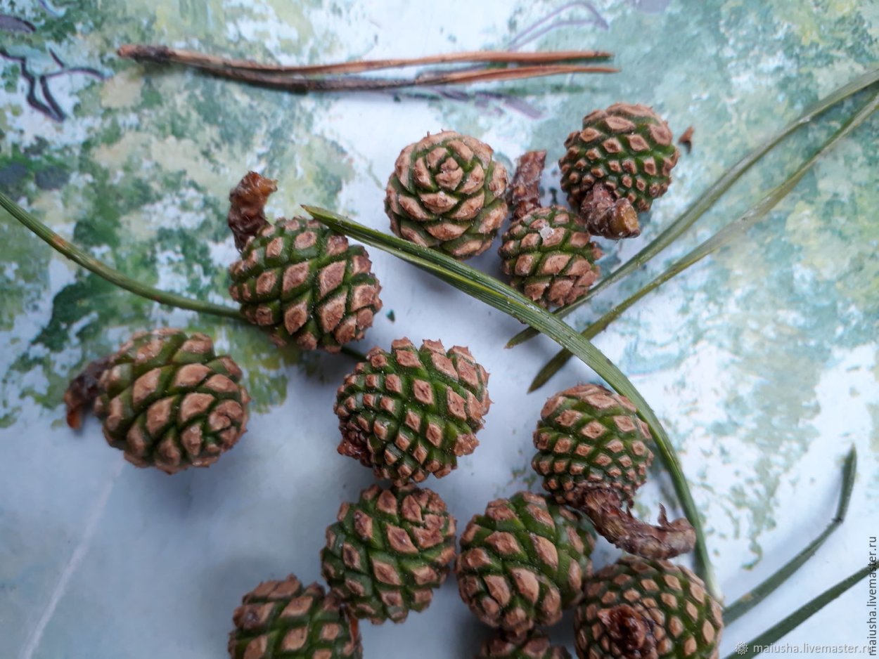 Нераскрытые шишки сосны