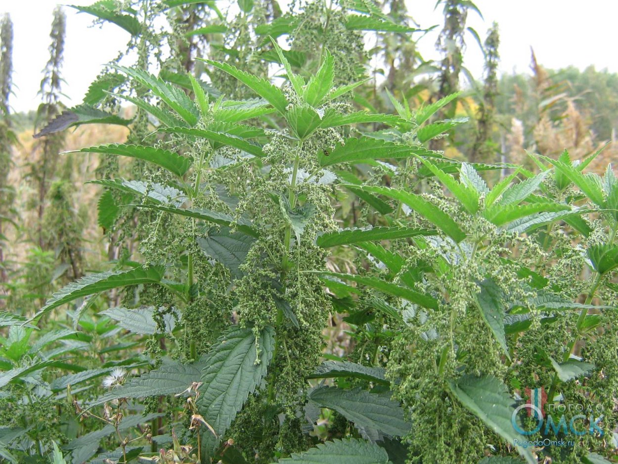 Новозеландское Крапивное дерево интересные факты