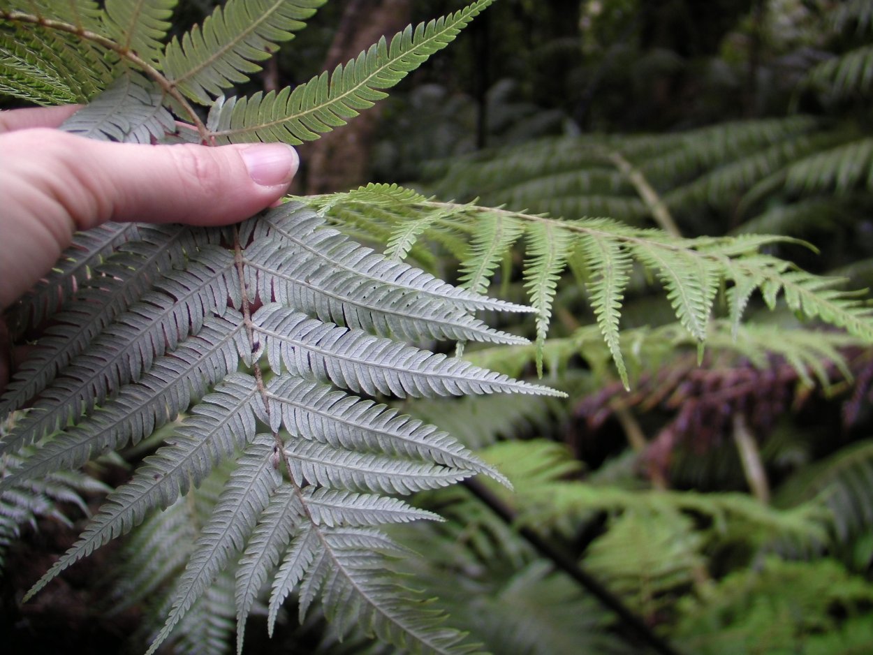 Висящий мох