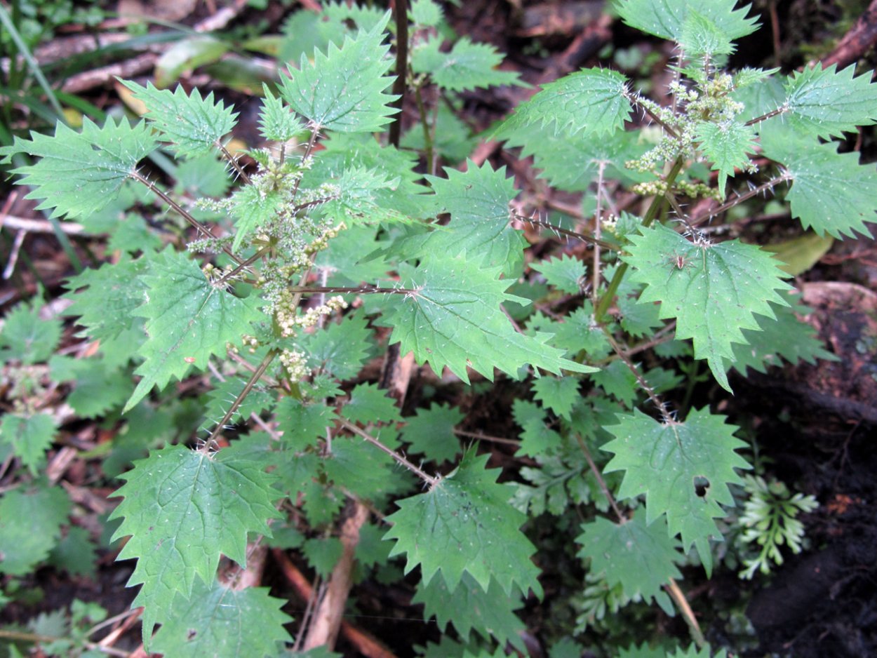 Фотографии крапивного дерева