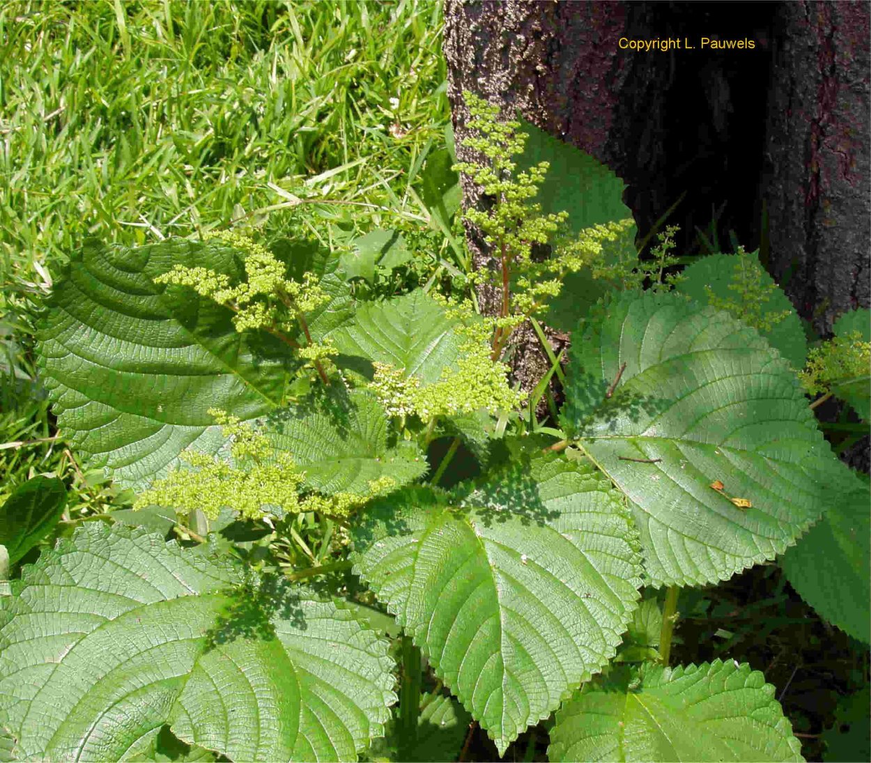 Тропические листья паттерн