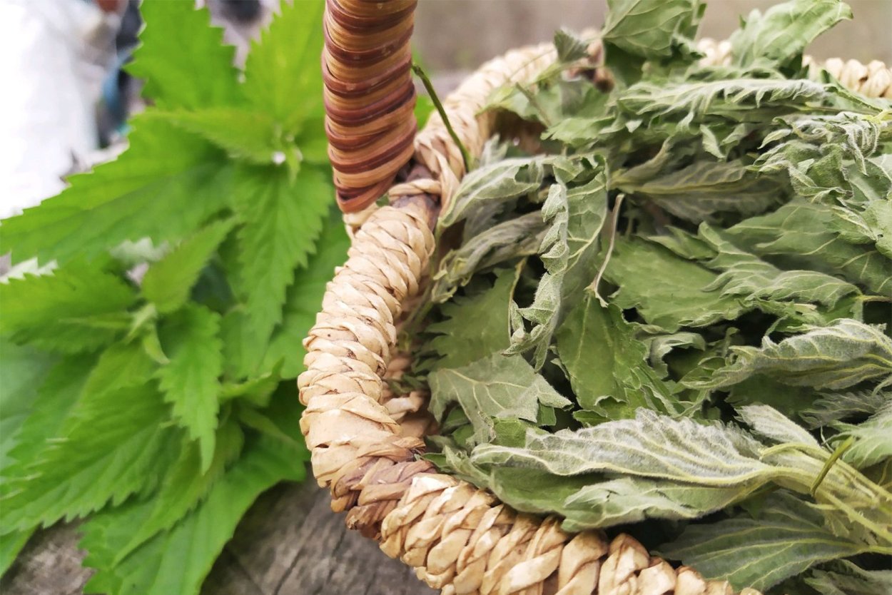 Green растения Эстетика пинтерес