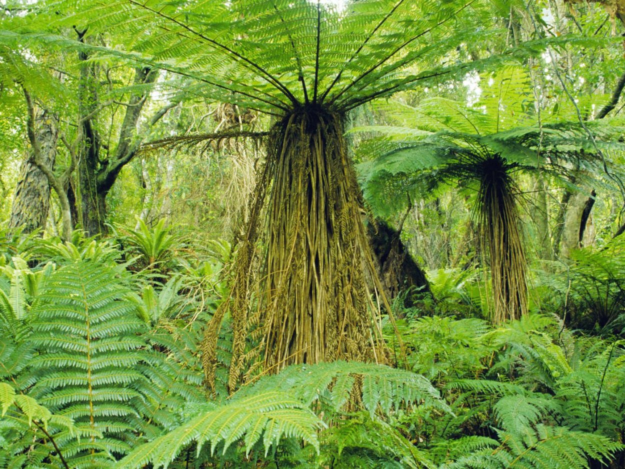 Высушенные листья крапивы