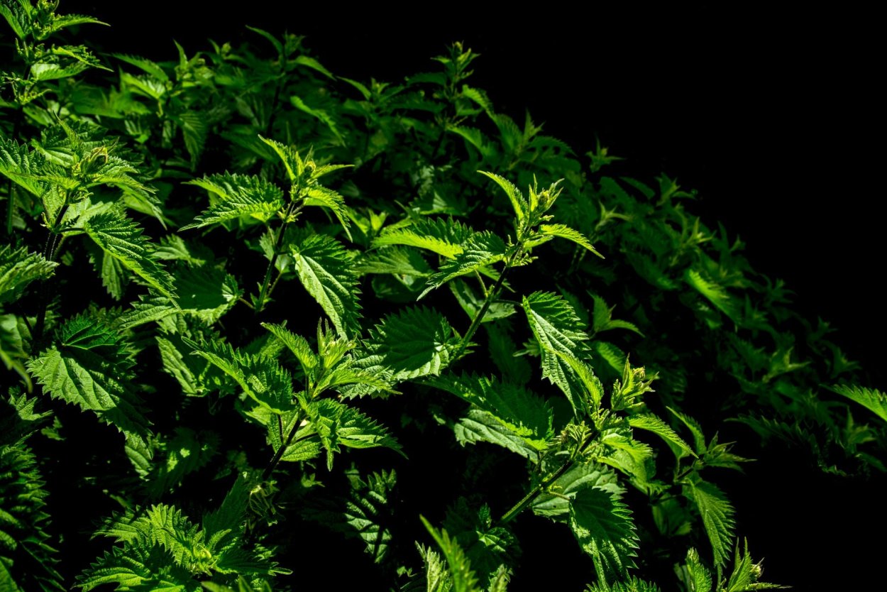 Лист папоротника трафарет