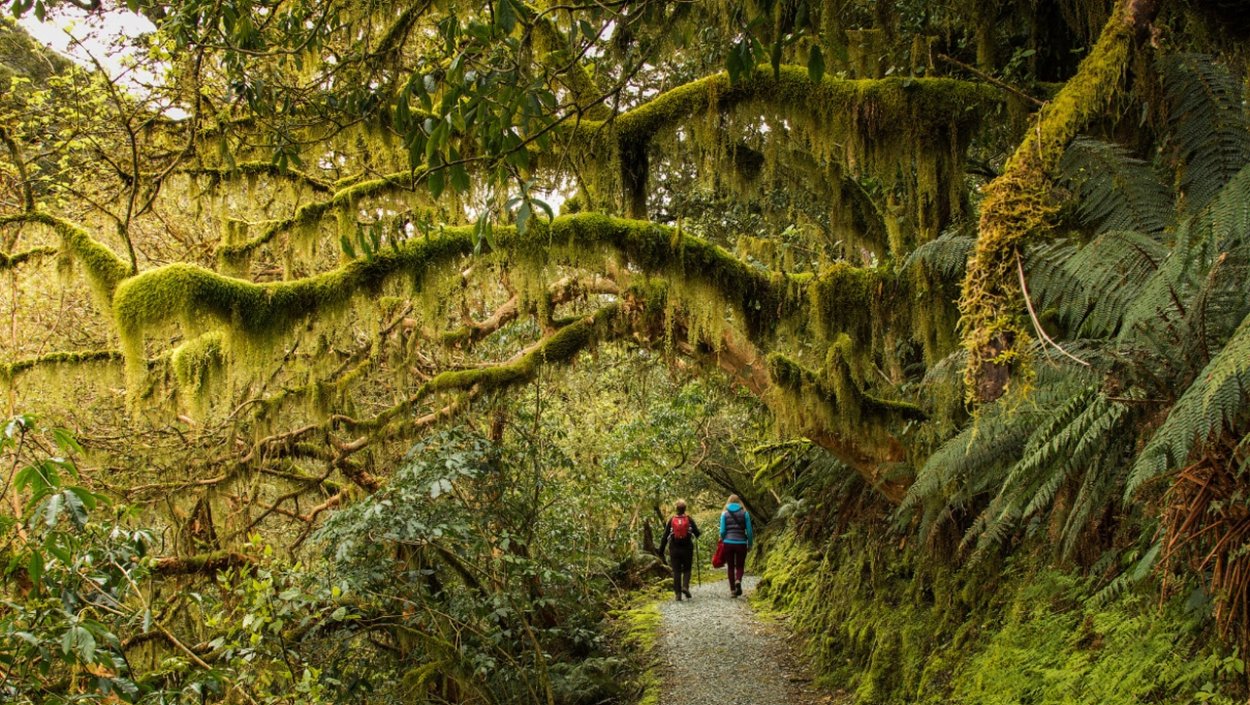 Крапива текстура