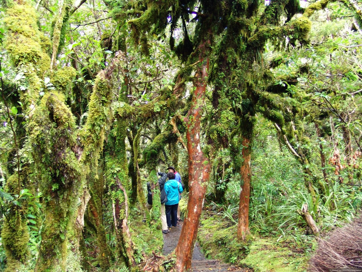 Крапива кудрявая