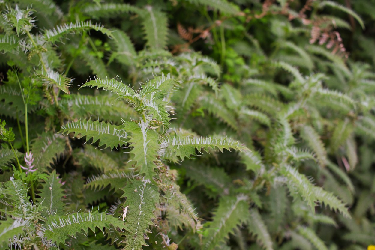 Крапива Онгаонга