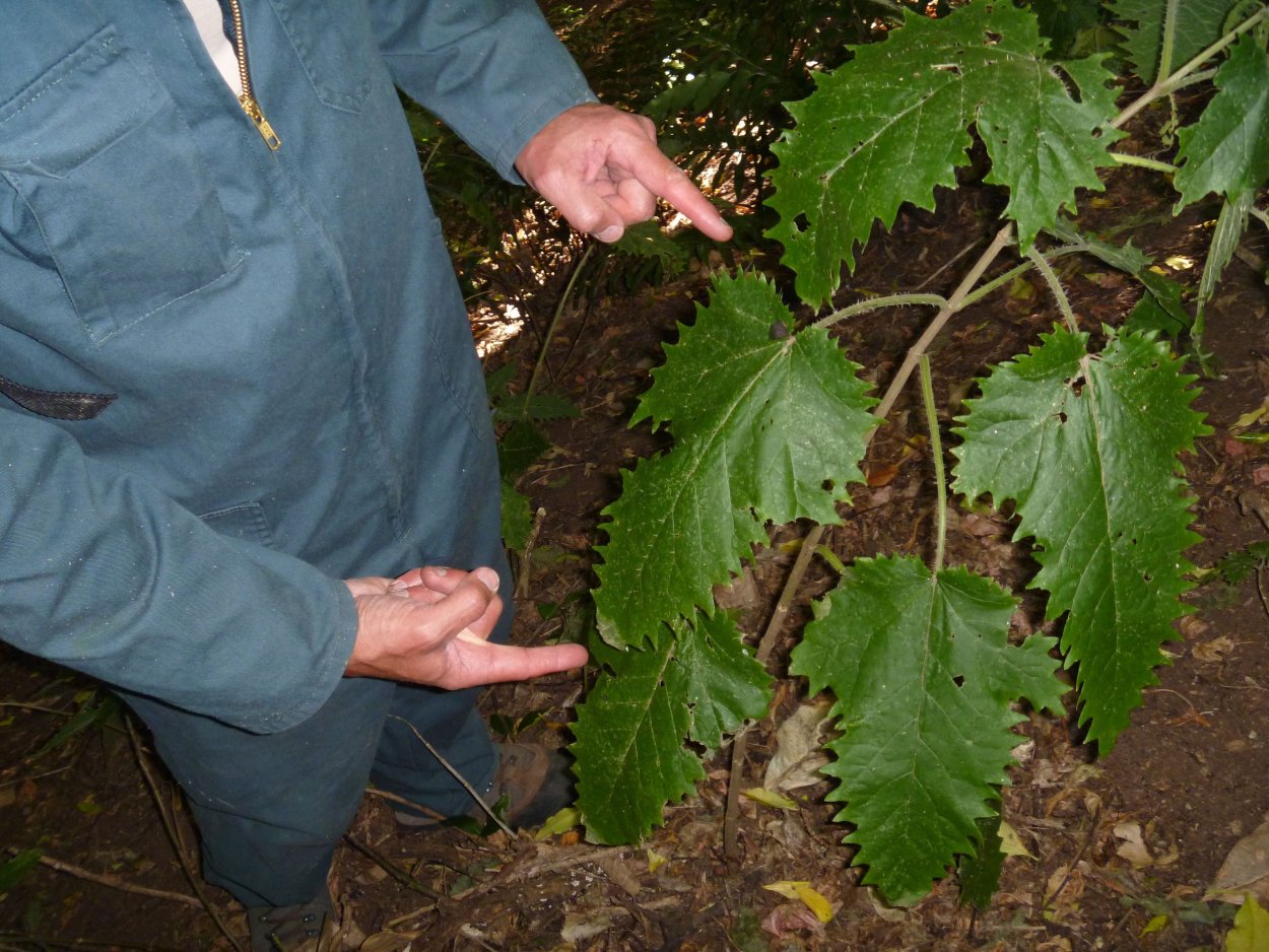 Онгаонга Крапивное дерево