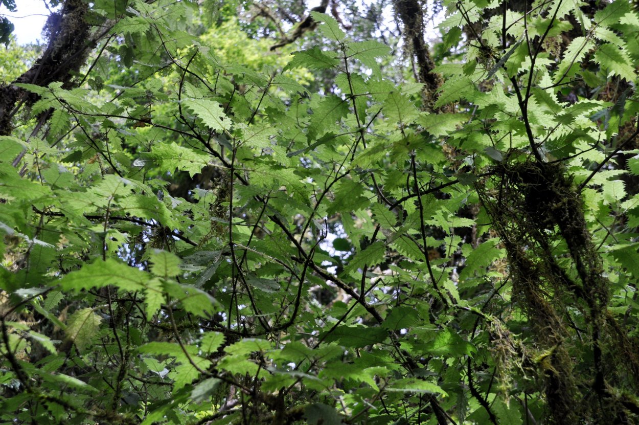 Гимпи Гимпи