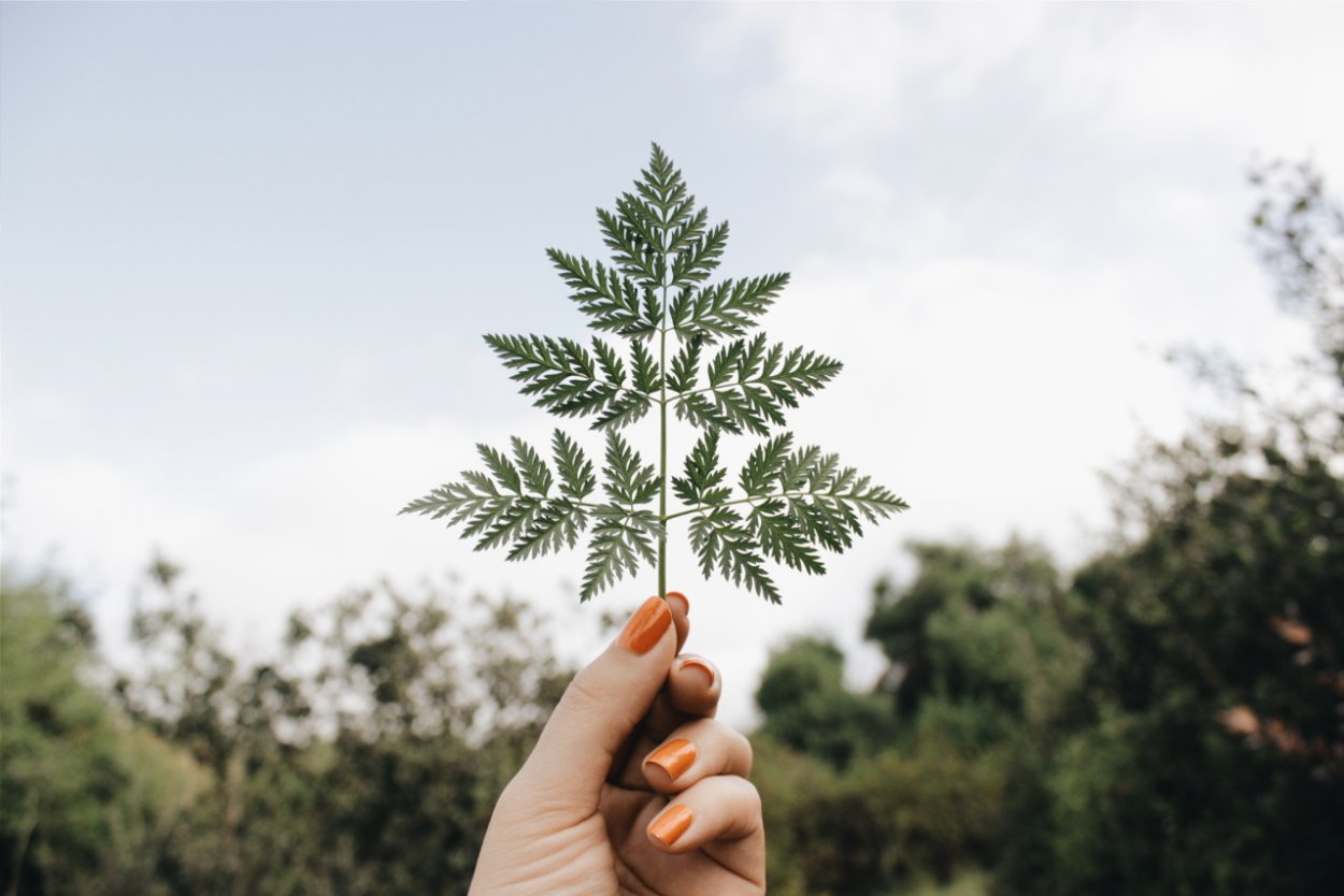 Крапива жгучая (Urtica urens)