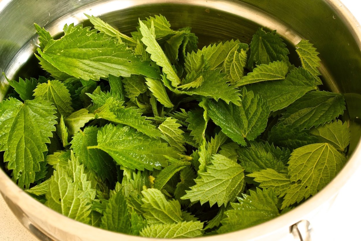 Зелень Эстетика