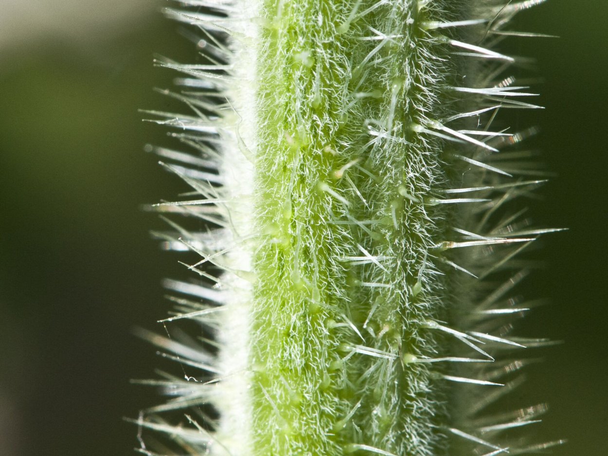 Pigweed растение