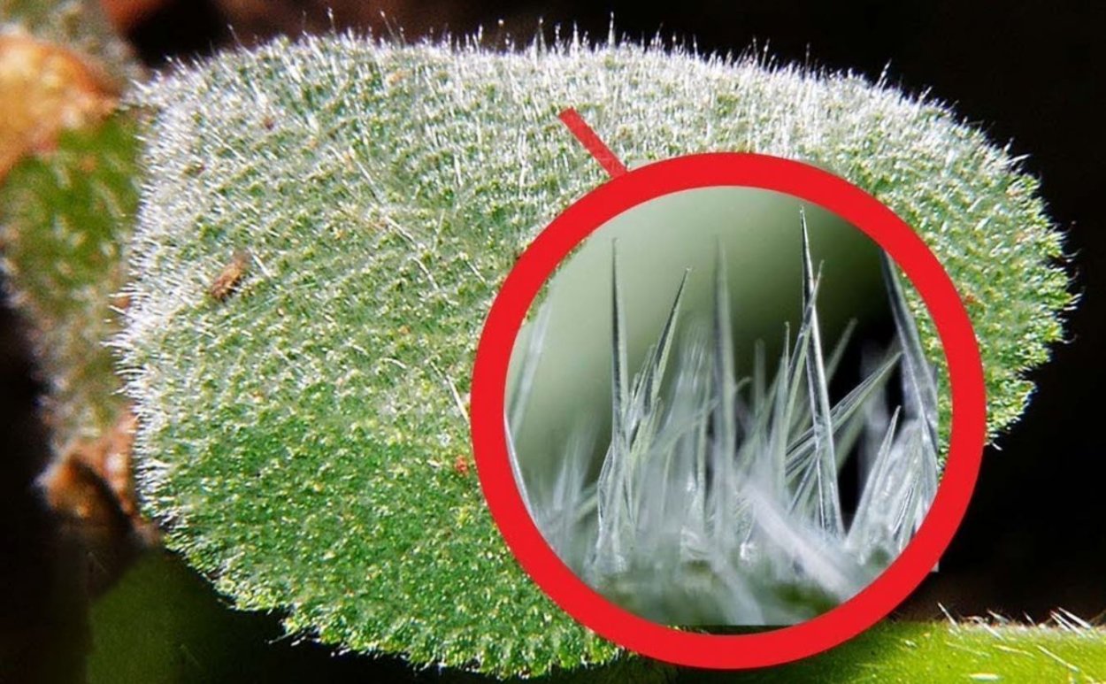 Новозеландское Крапивное дерево