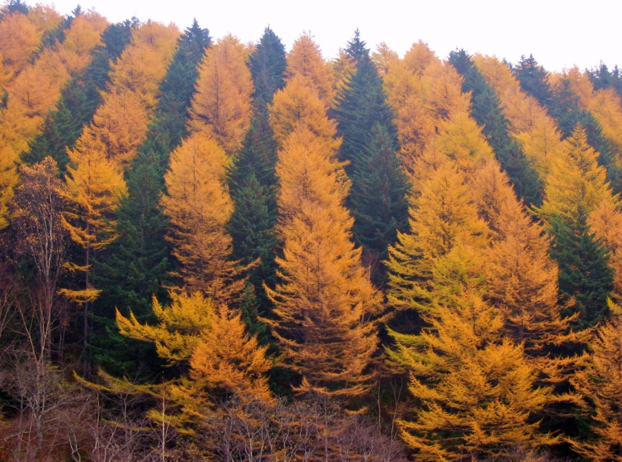 Леса Сахалина лиственница