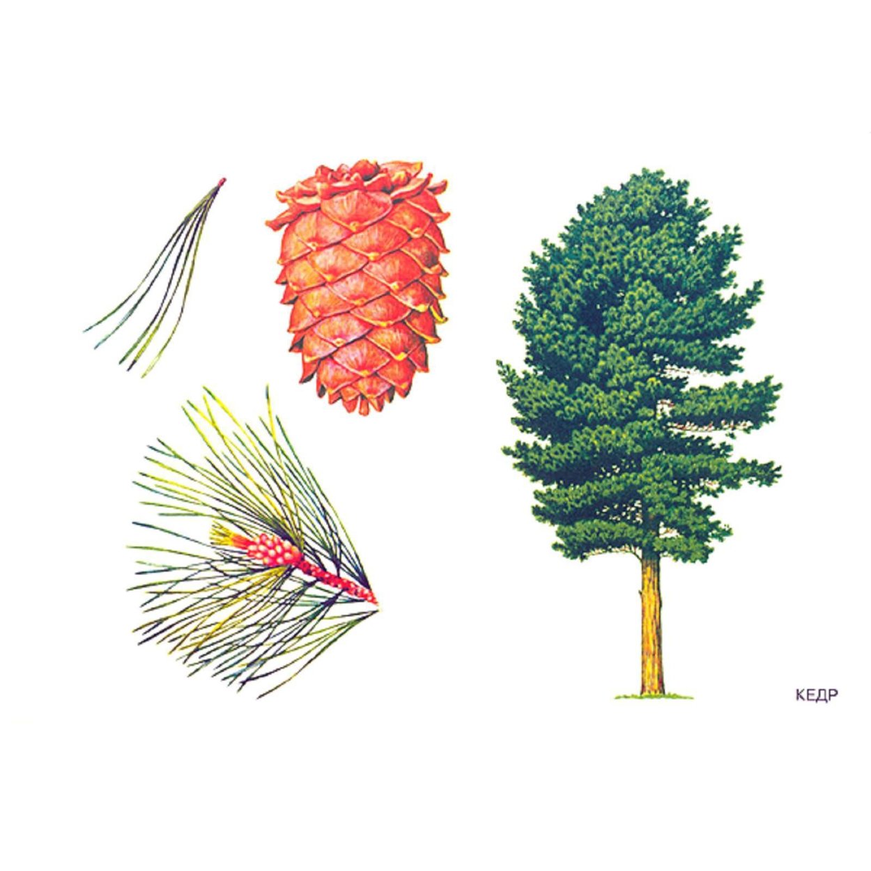 Сосна Кедровая строение