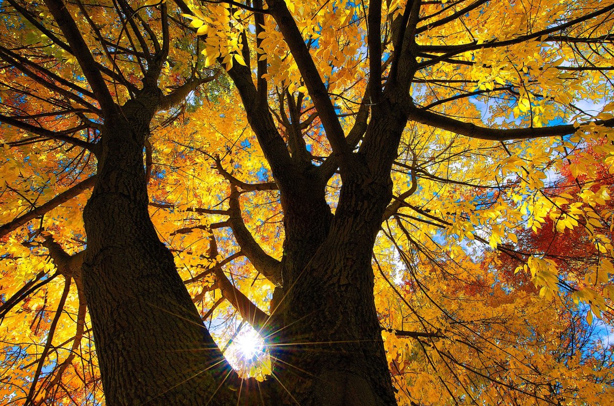 Осень дерево солнце