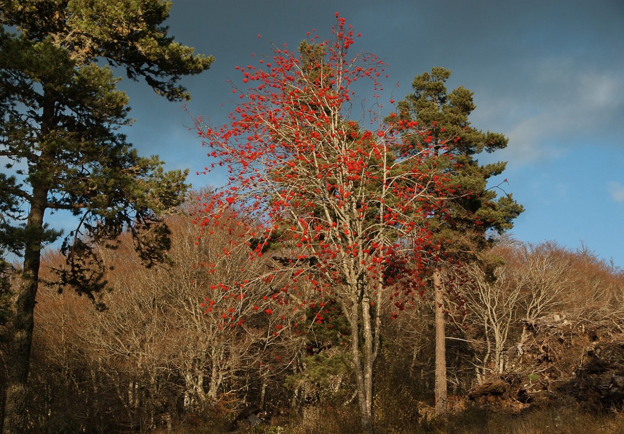 Рябина обыкновенная в лесу Подмосковья