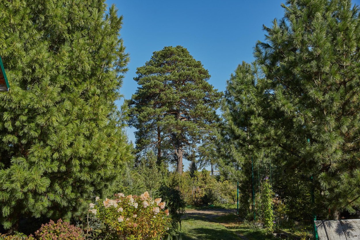 Сибирский кедр Сибирская пихта
