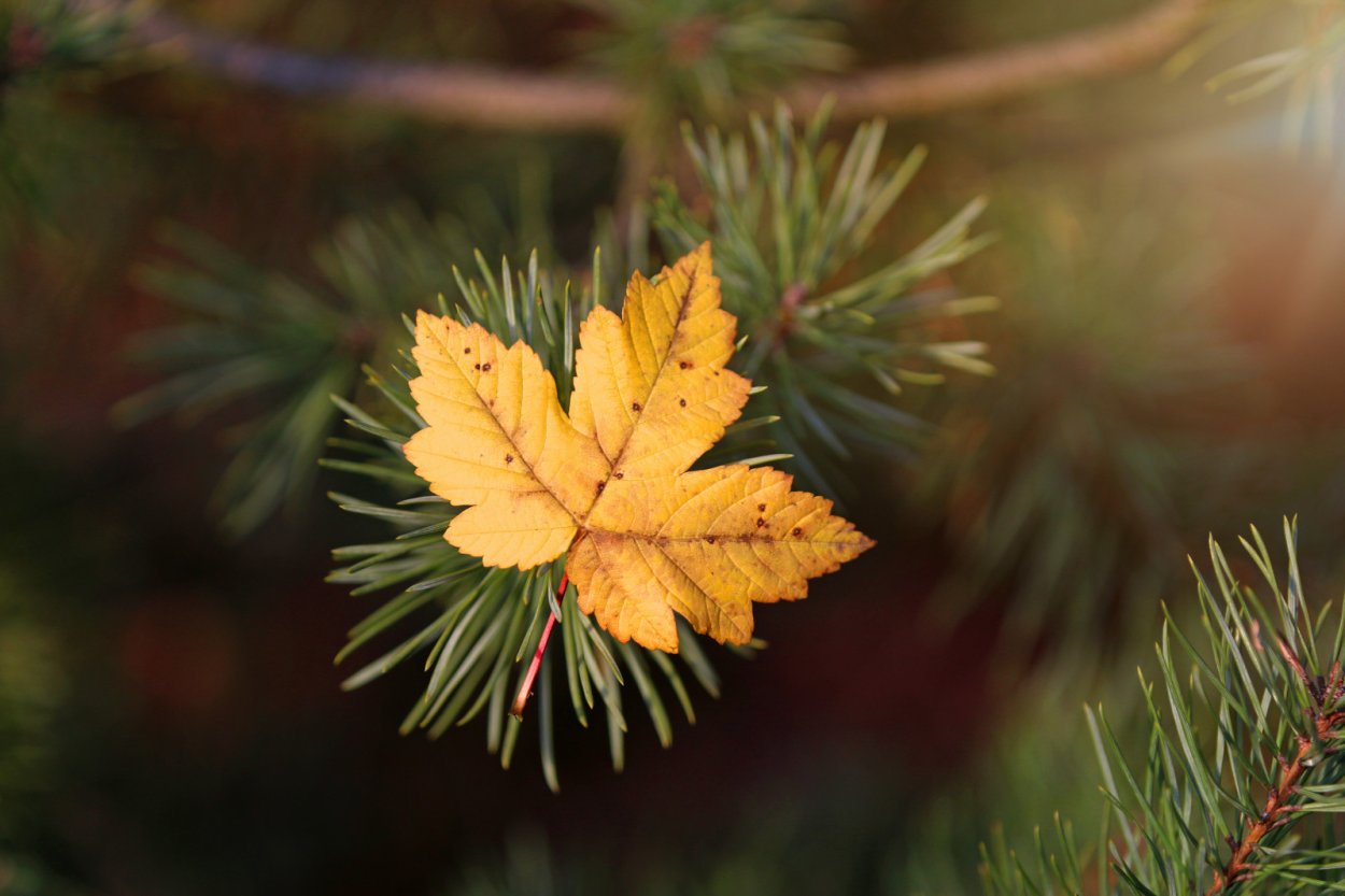 Осенняя елка