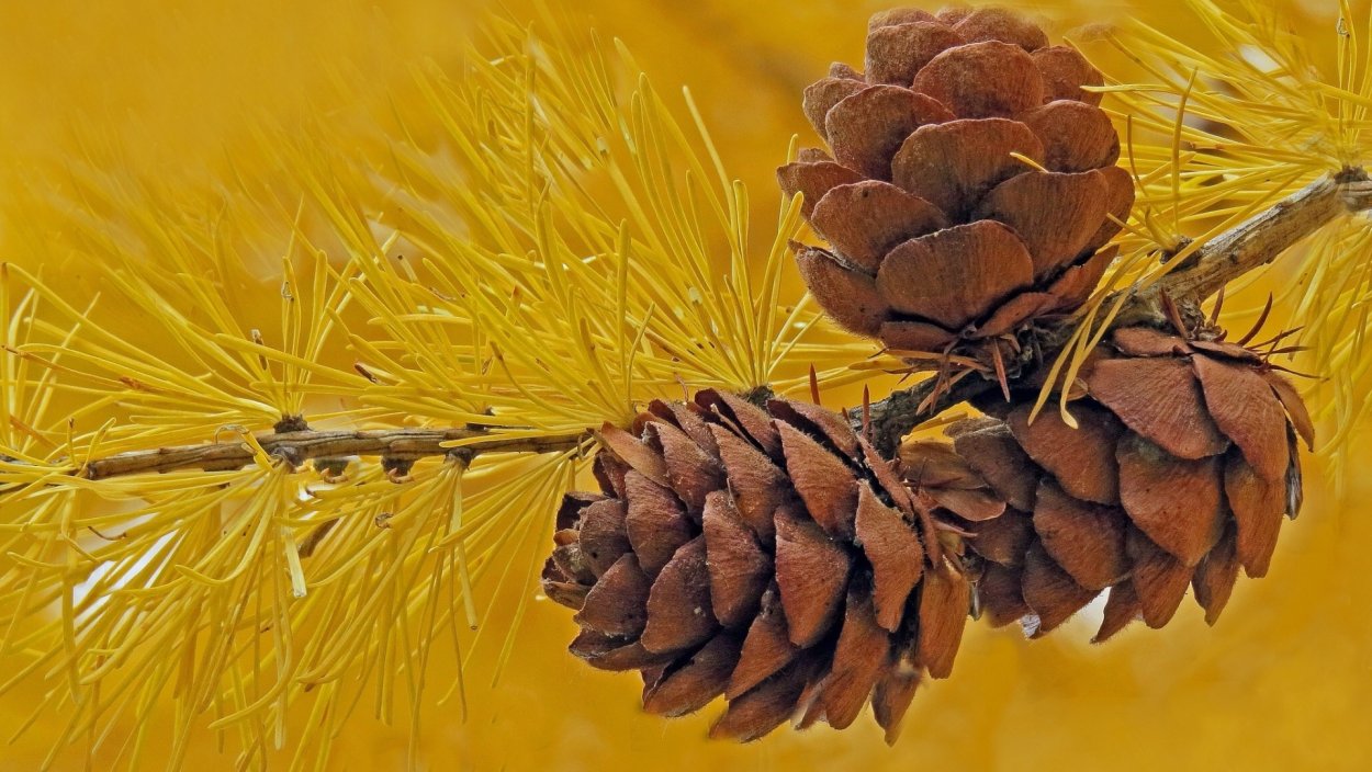 Шишки лиственницы