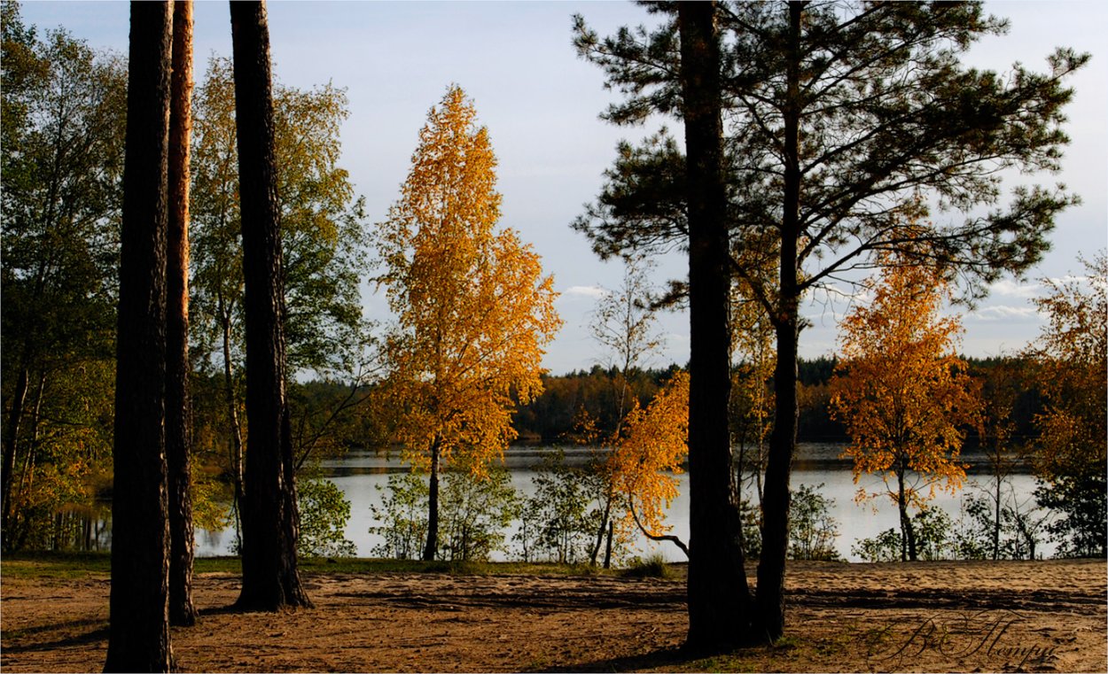 Осень сосны и березы