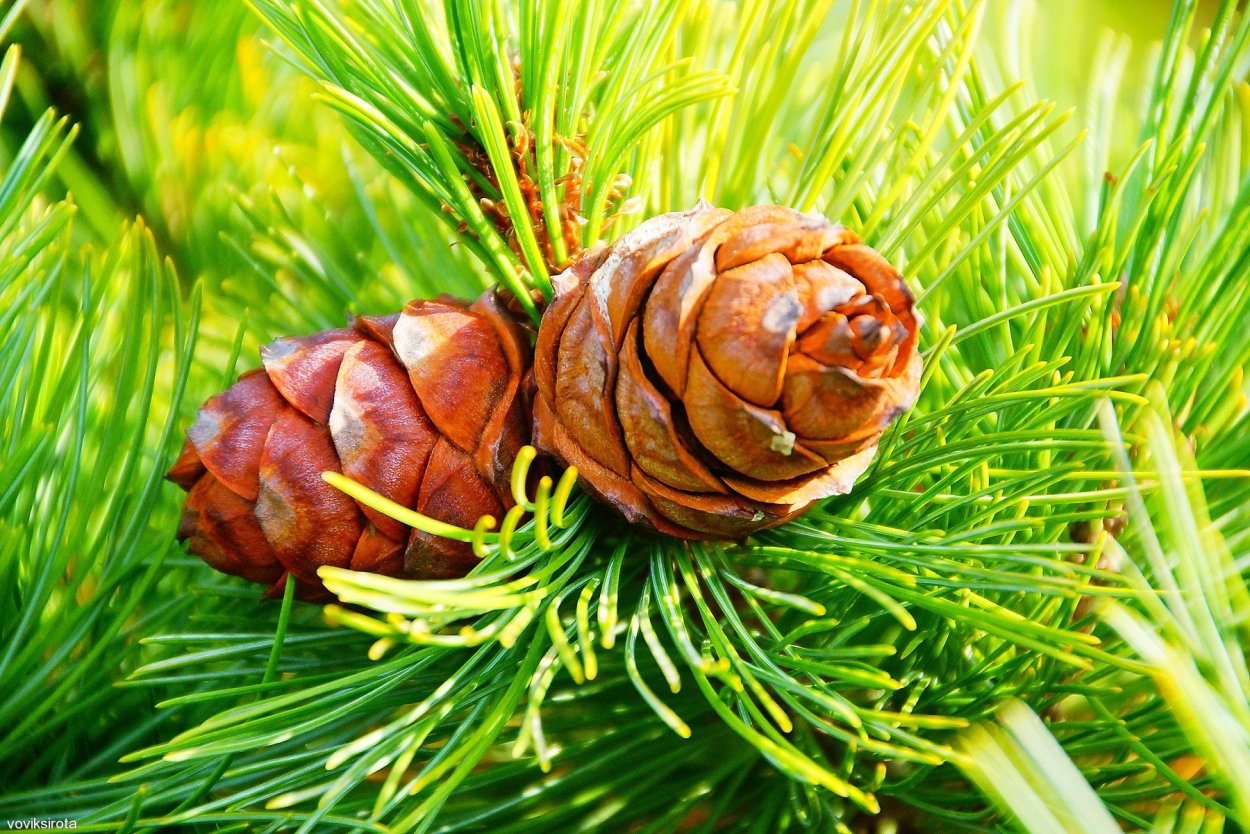 Сосна Кедровая стланиковая шишки