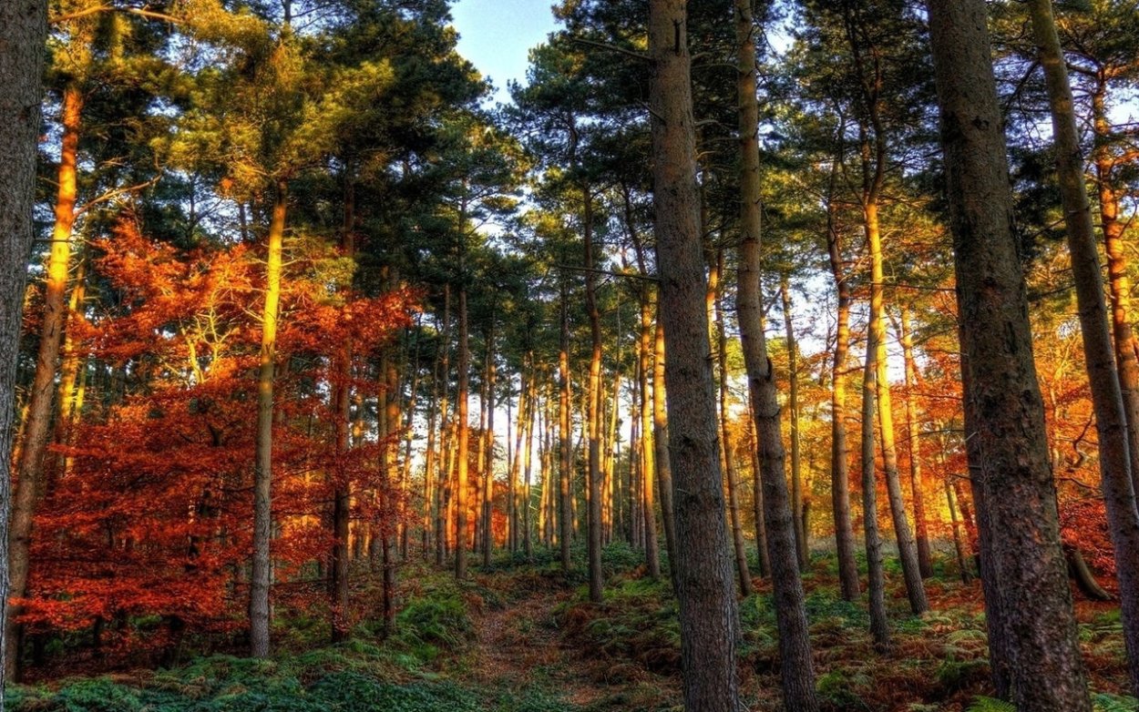 Сосновый Бор осень природа Кузбасса