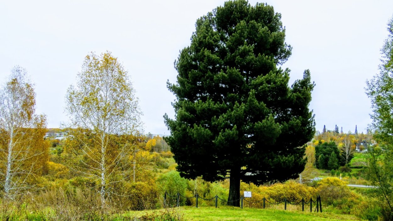 Сосна Сибирская кедр