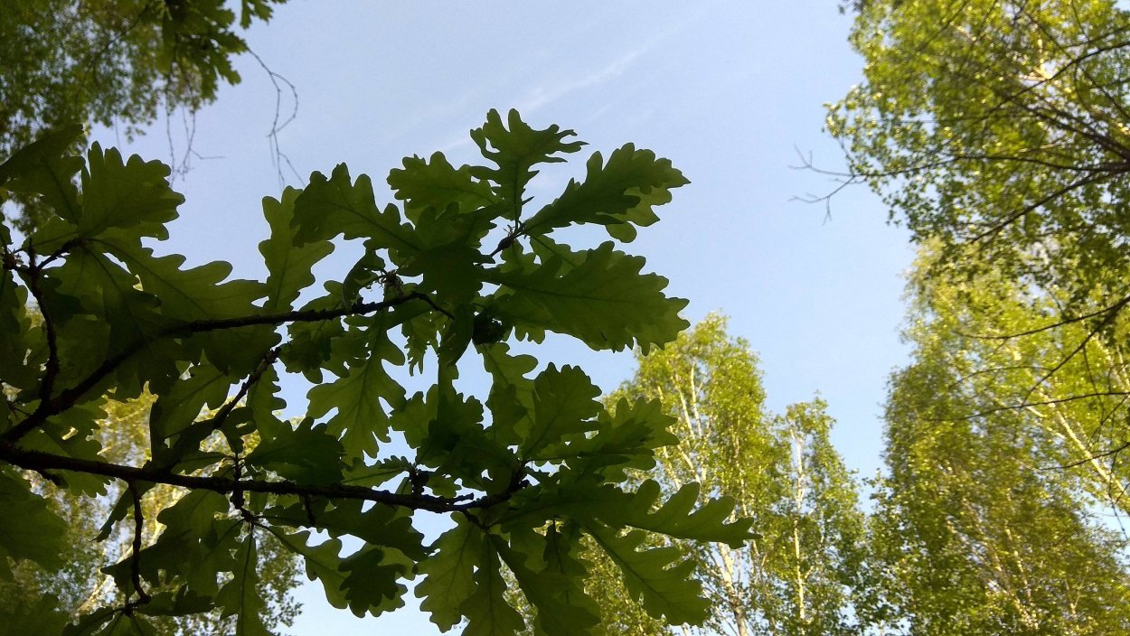 Березовый дуб