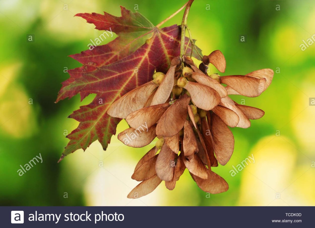 Семена канадского клена