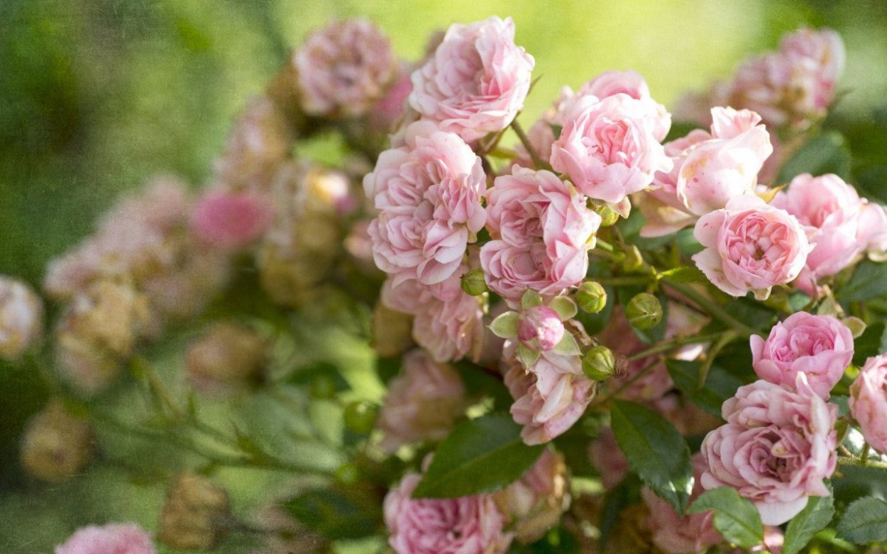 Кустовая роза куст