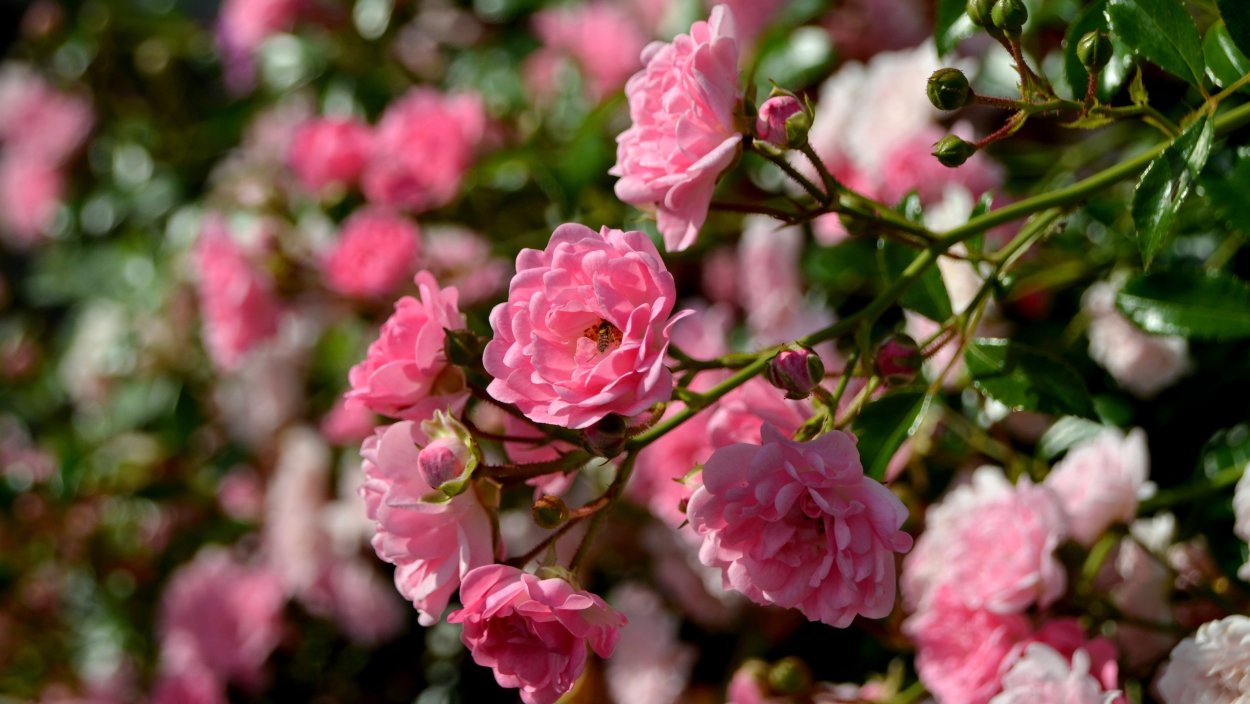 Кустовая роза куст