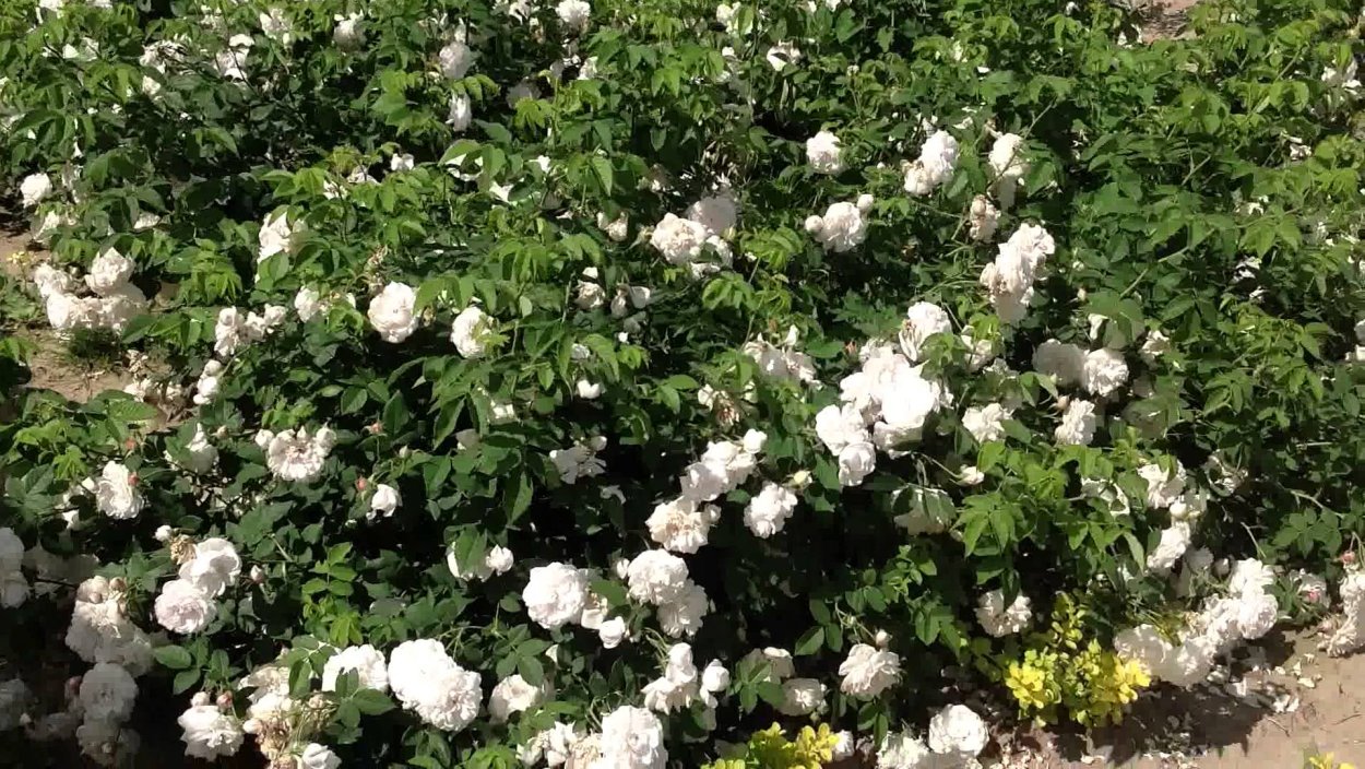 Роза Айл оф Уайт