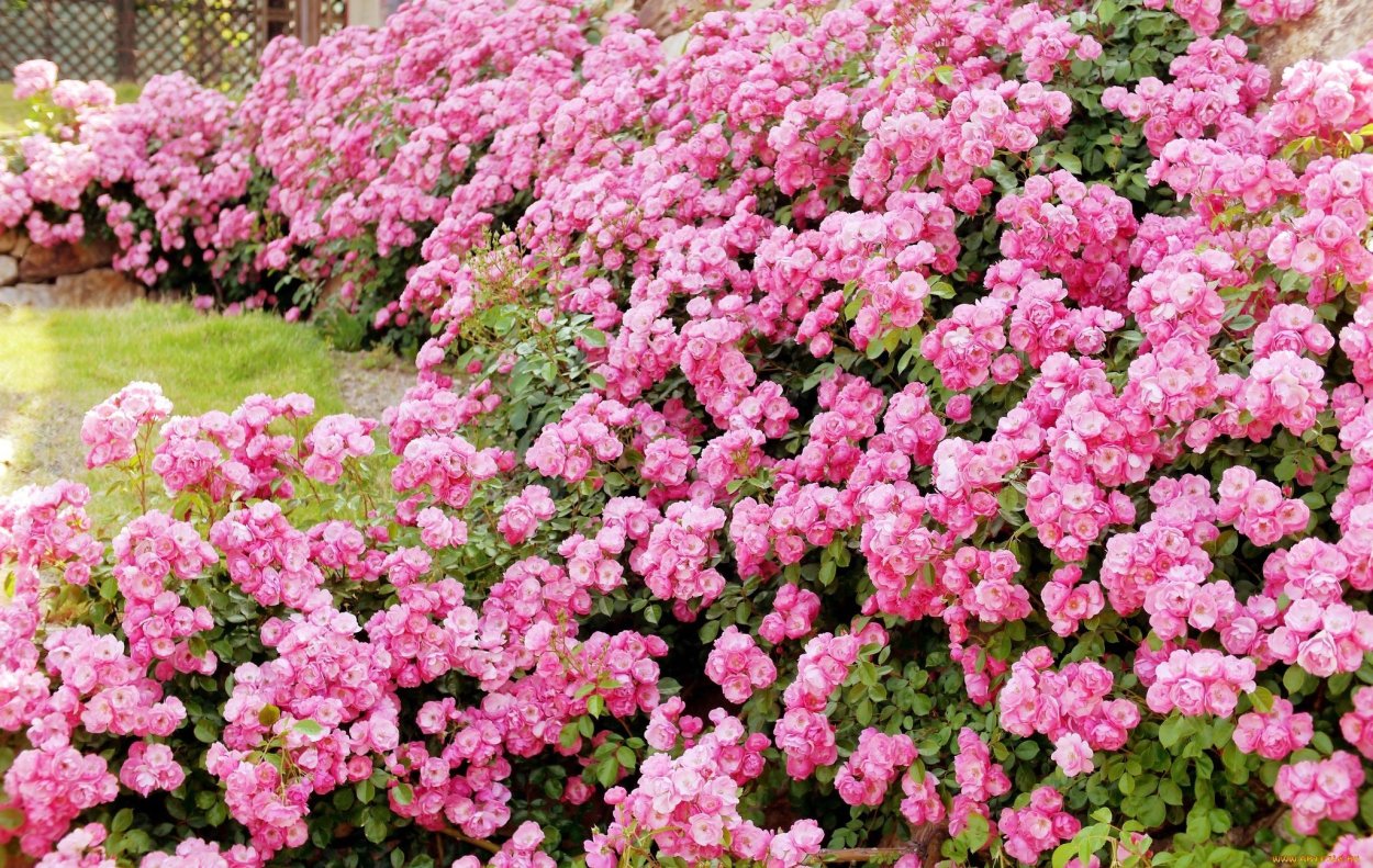 Кустарные цветы сорта