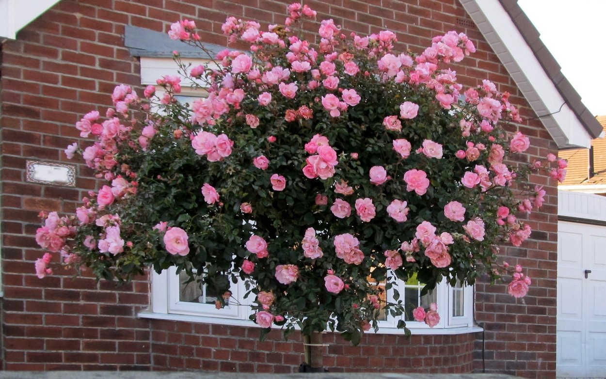 Роза полуштамбовая