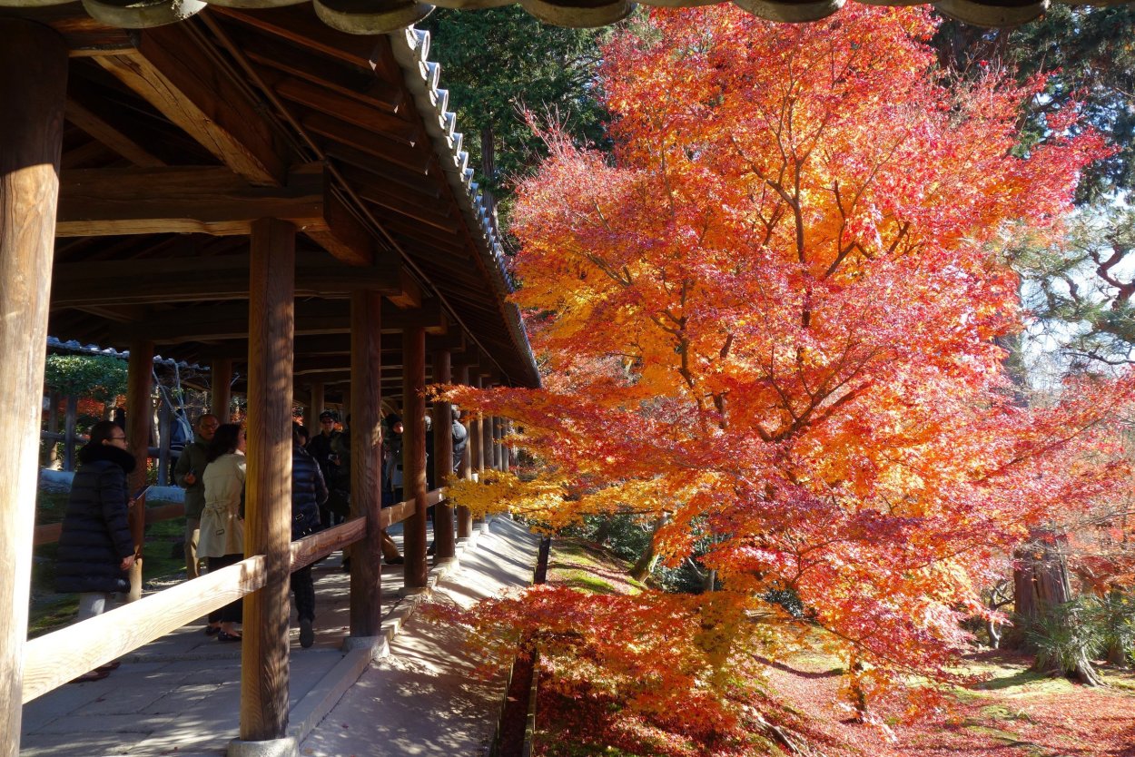 Японский клен дерево