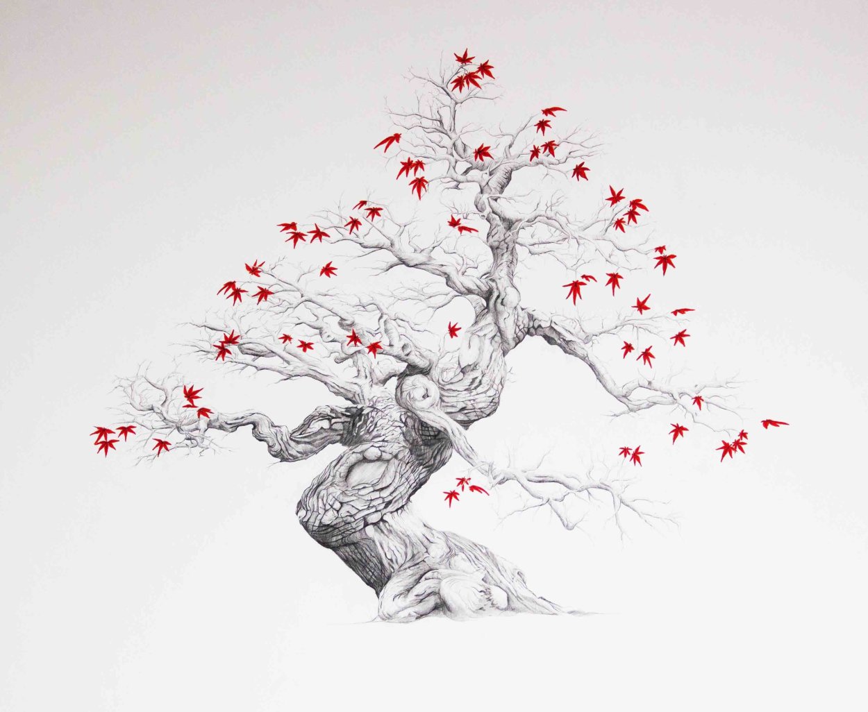 Клен дланевидный бонсай