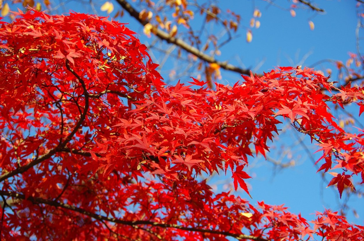 Байа дерево