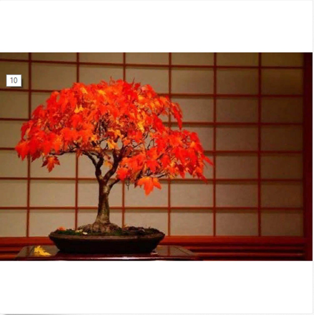 Бонсай клен ниваки