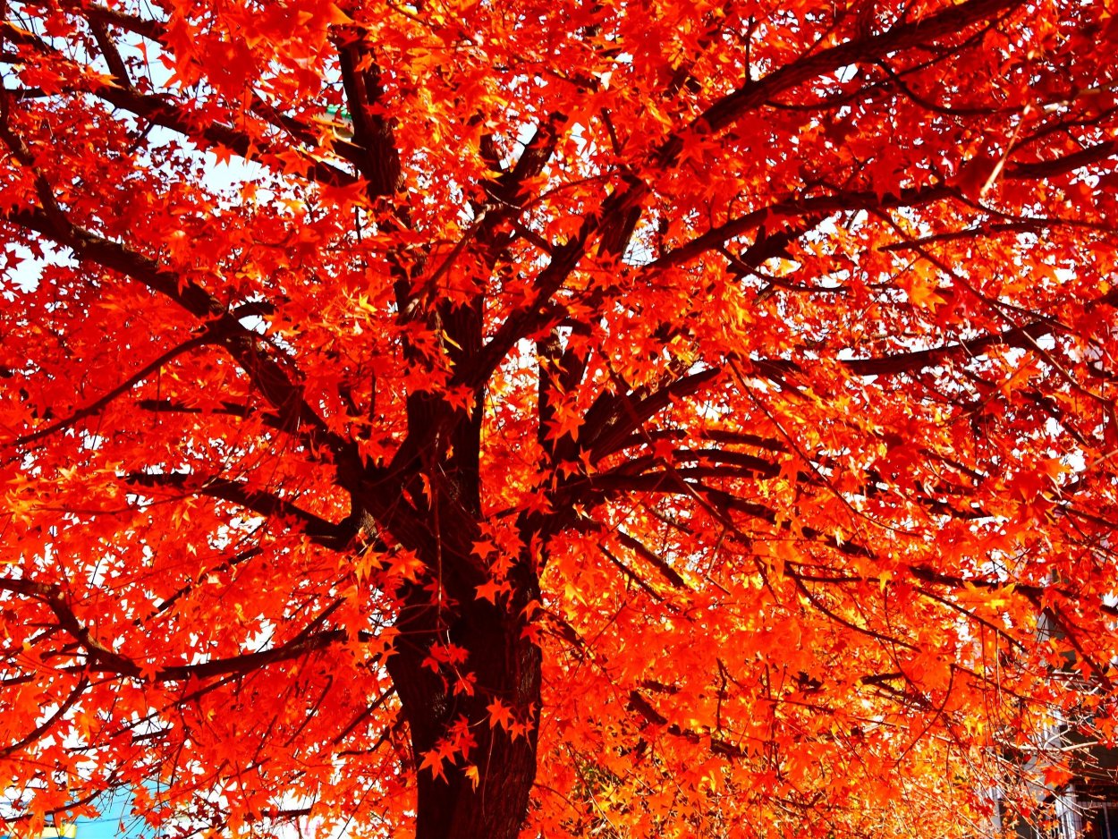 Японский клен дерево