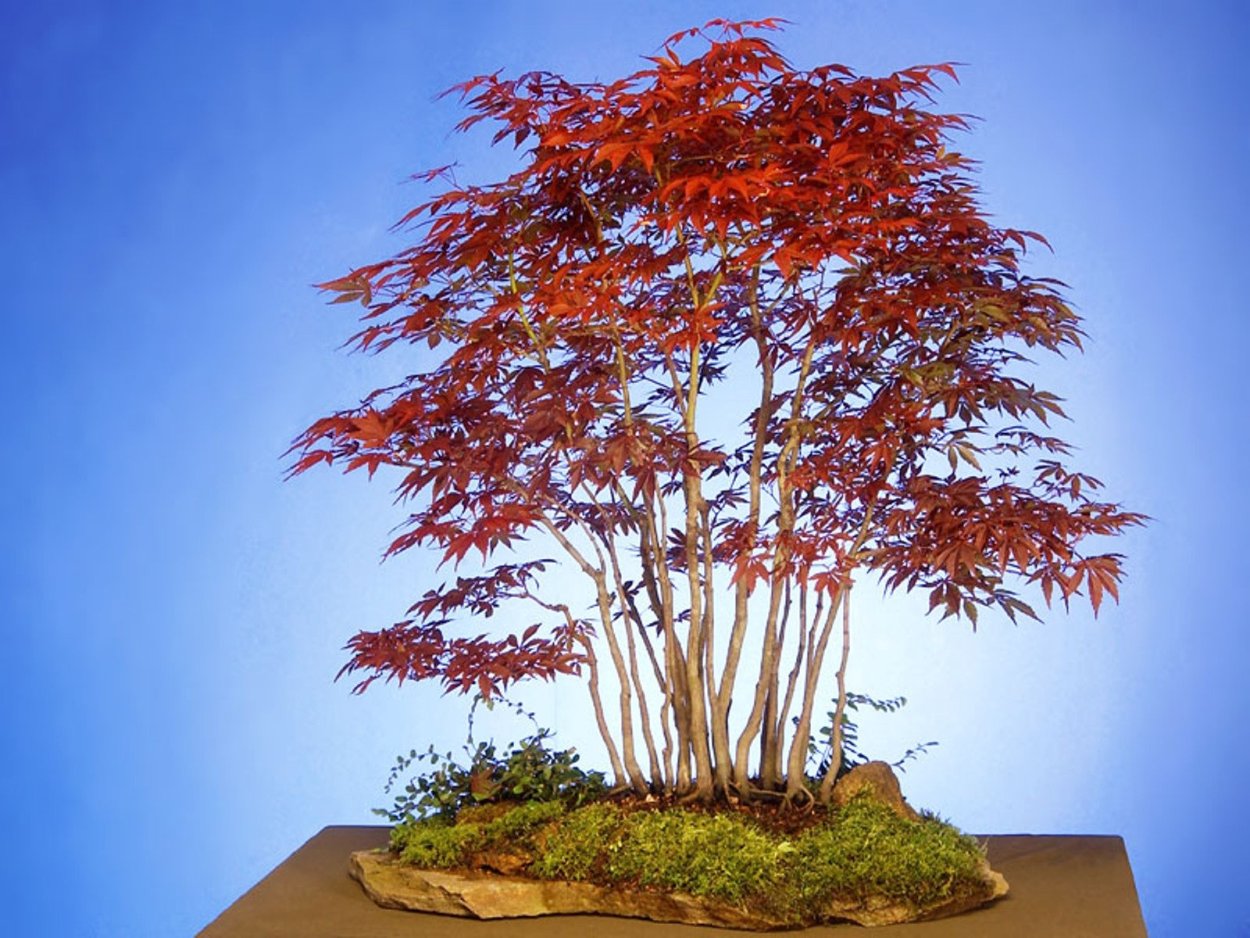 Клен китайский красный