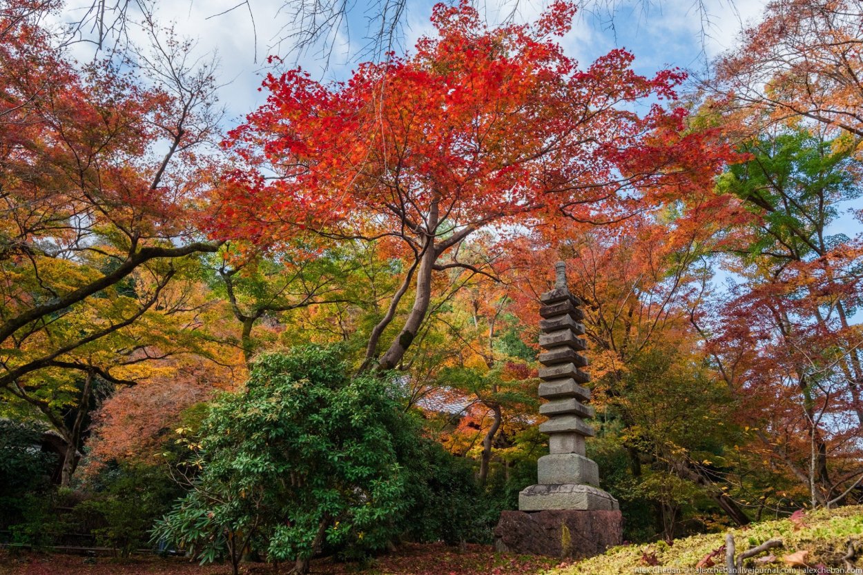 Япония красные клены Киото