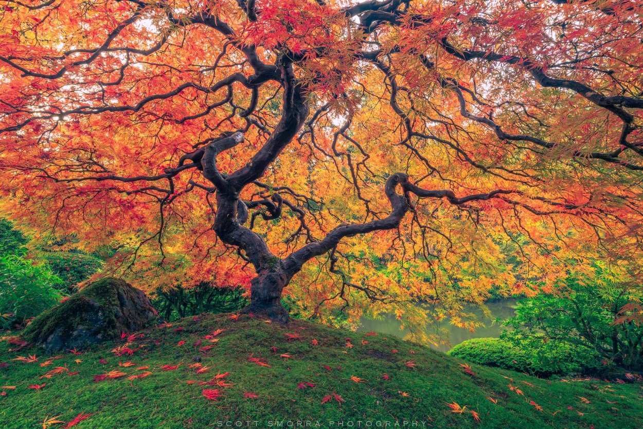 Клен красный осенью дерево