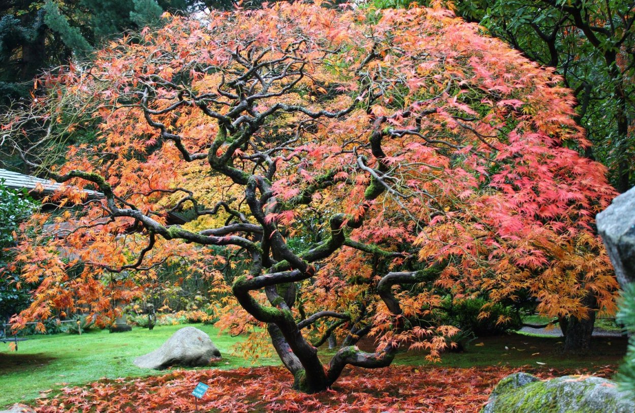 Малайзийский клен